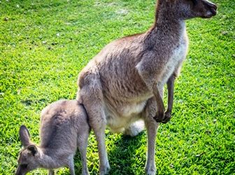 WONDERFUL WILDLIFE YOU CAN SEE IN AUSTRALIA