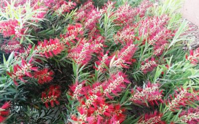 FRESH FLOWERS IN ULURU ?