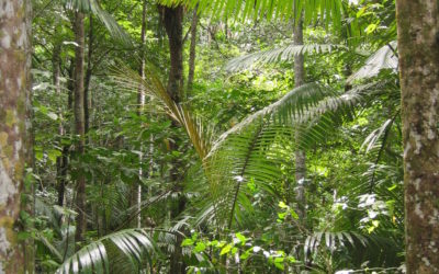 Rainforest Dreaming in Australia